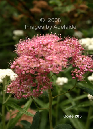 Rosey Spirea